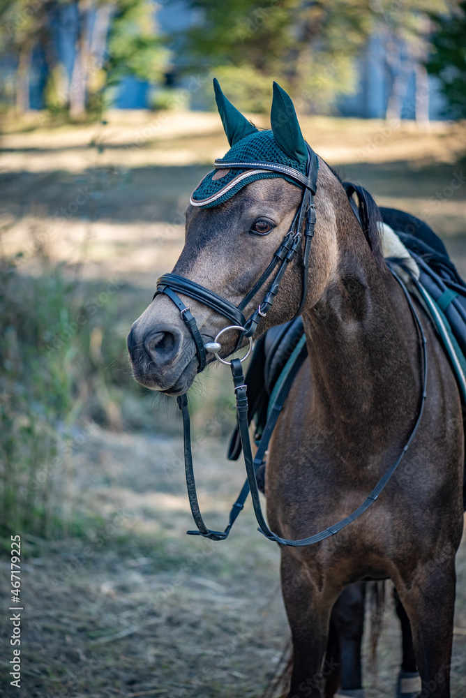 Obraz premium Reitpferd