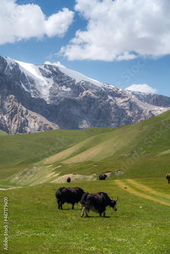 Yaks graze in alpine meadows at an altitude of 3300m above sea level. And behind these rocky mountains is our main goal  the path to the lake.