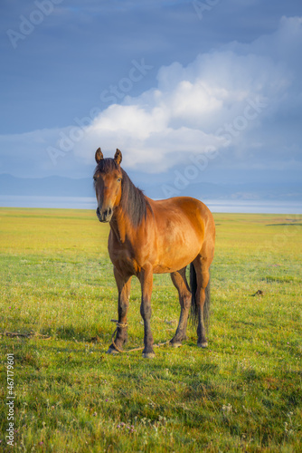A horse that looks with an interesting gaze, on the shore of the high-mountainous lake Son-Kul.
