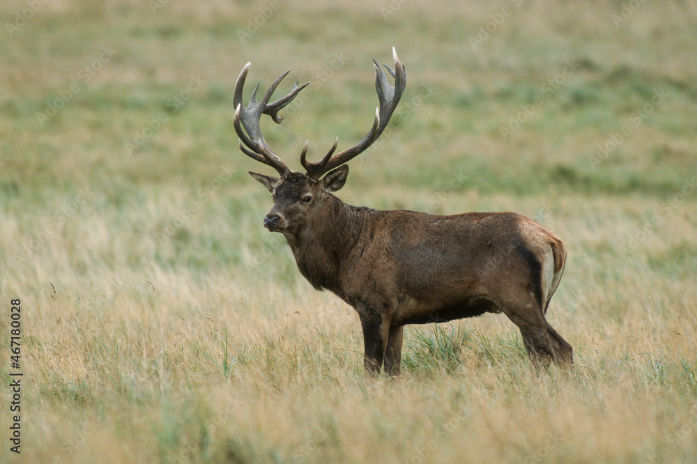 Cerf élaphe, brame, cerf, cervus elaphus Cerf élaphe, brame, cerf, cervus elaphus