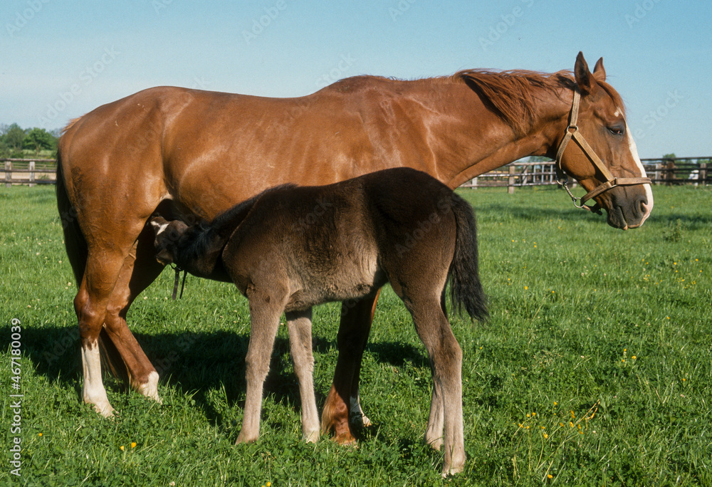 Fototapeta premium Cheval, race Selle français, femelle et poulin
