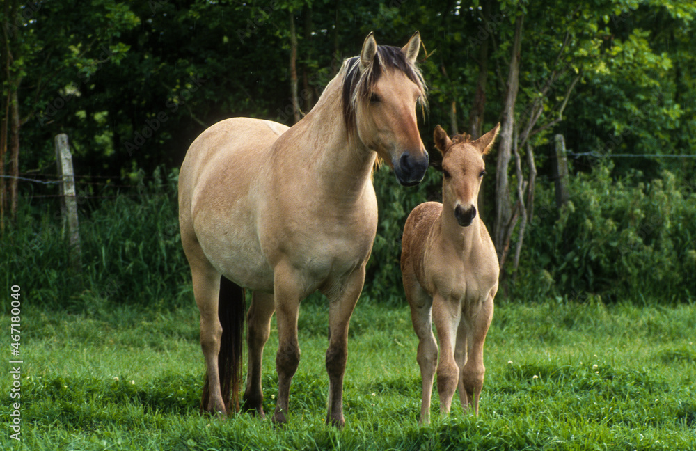Cheval, race Henson, jument et poulin, Baie de Somme, 80, Somme Cheval, race Henson, jument et poulin, Baie de Somme, 80, Somme