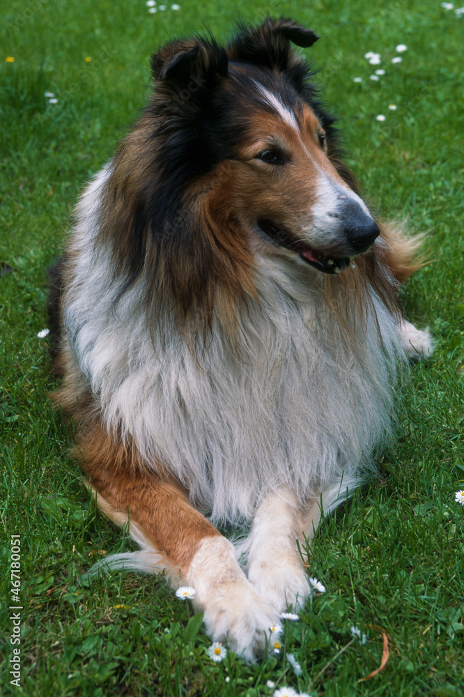 Chien, race colley, Colley à poil long, berger d'Ecosse