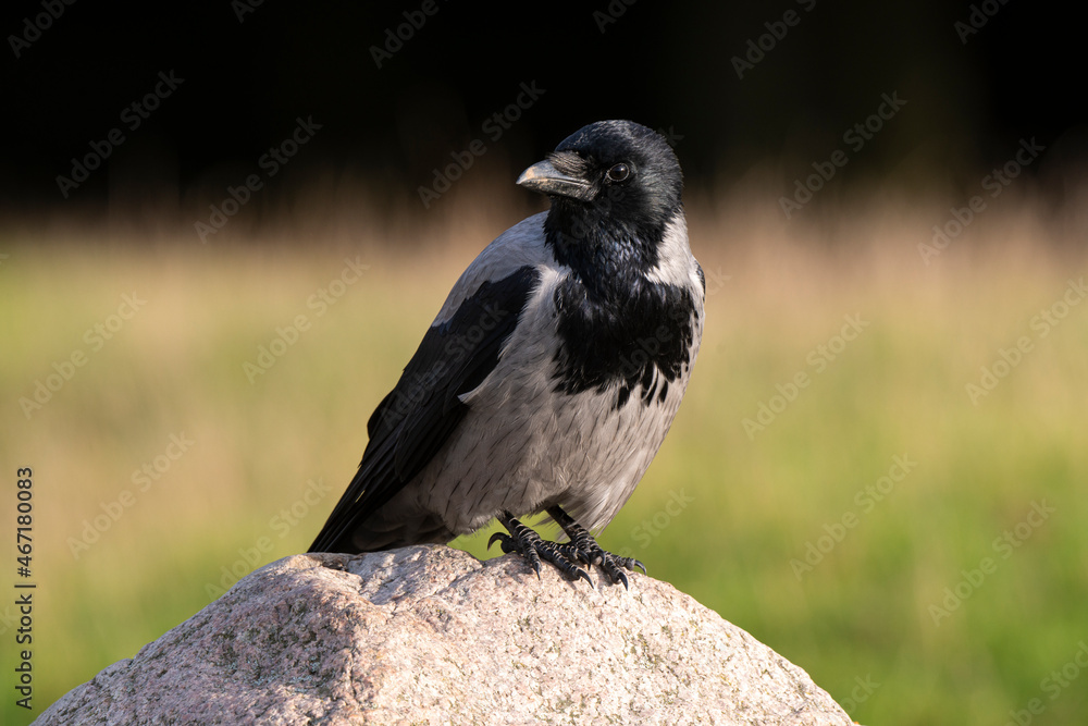 Obraz premium Corneille mantelée,.Corvus cornix, Hooded Crow