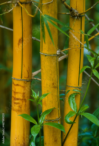 Bambou, Phyllostachys sulphurea