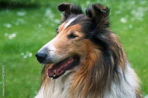 Chien, race colley, Colley à poil long, berger d'Ecosse