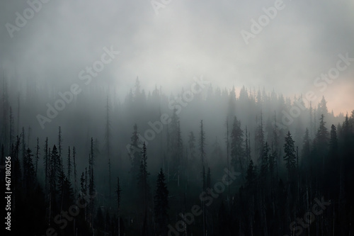 Dark forest in misterious mist in autumn morning. Fantasy woodland in fog with copy space. Tree landscape in clouds in fall nature.