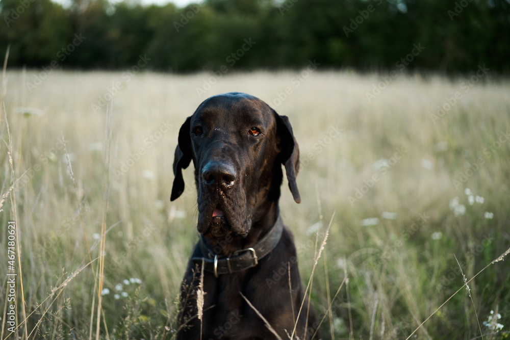 black purebred dog in a field outdoors summer