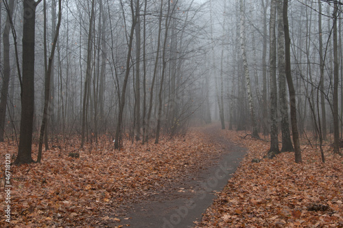 Autumn landscape with fog