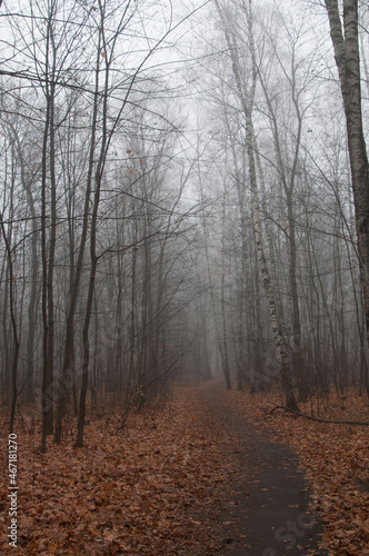 Autumn landscape with fog