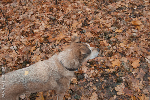 My dog with a leaf on its back in Sokolniki