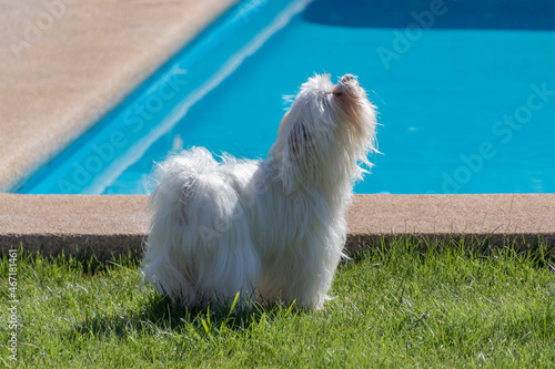 Принти на полотні Perro de raza maltés, ladrando al lado de la piscina