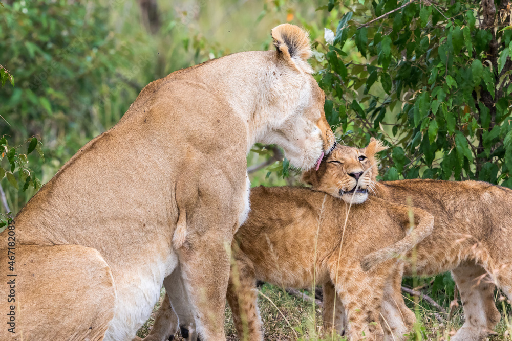 Obraz premium Lion cub gets licked by her mother