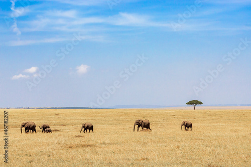 Family Elephant group walking on the savanna with a acacia tree © Lars Johansson