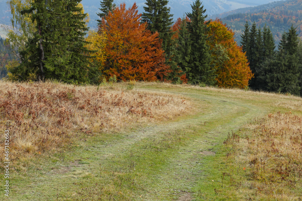 Beautiful view of pathway near mountain trees in autumn Beautiful view of pathway near mountain trees in autumn