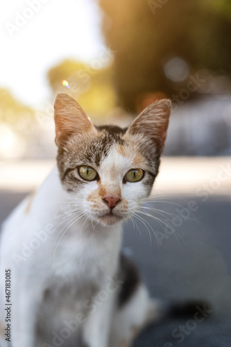 Cat with bokeh backgrounds, image selective focus