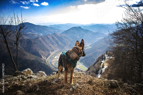 Schäferhunde in der Natur