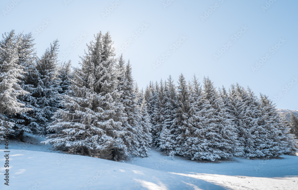 A coniferous forest covered with snow, a walk through the forest, and snow crunching underfoot. A coniferous forest covered with snow, a walk through the forest, and snow crunching underfoot.