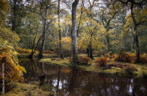 The colours of the New Forest, Hampshire, UK in autumn after heavy rain
