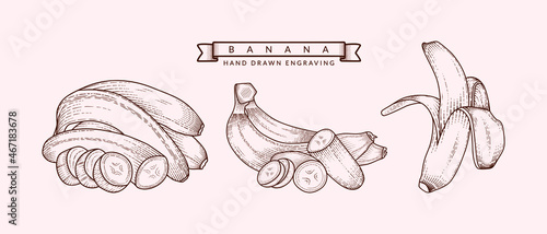 Set of organic fresh banana fruit Hand drawn engraving style retro illustration vector design template