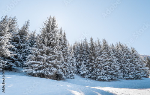 A coniferous forest covered with snow, a walk through the forest, and snow crunching underfoot.