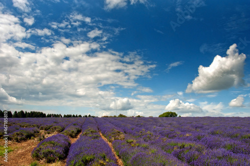 Lavender Field Summer Flowers Cotswolds Worcestershire England photo