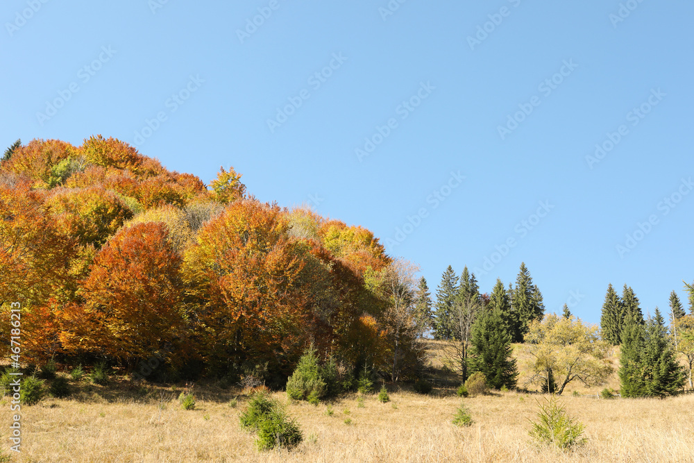 View of beautiful forest on sunny day in autumn
