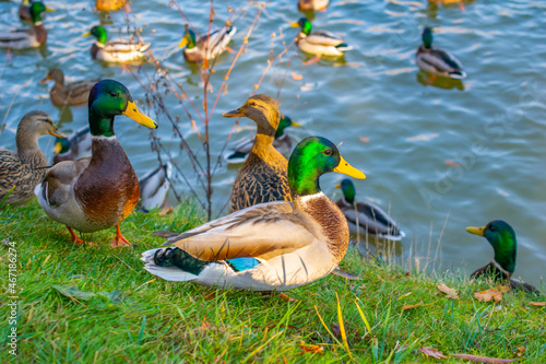 Fototapeta Naklejka Na Ścianę i Meble -  Wild ducks in a city park on a warm autumn day