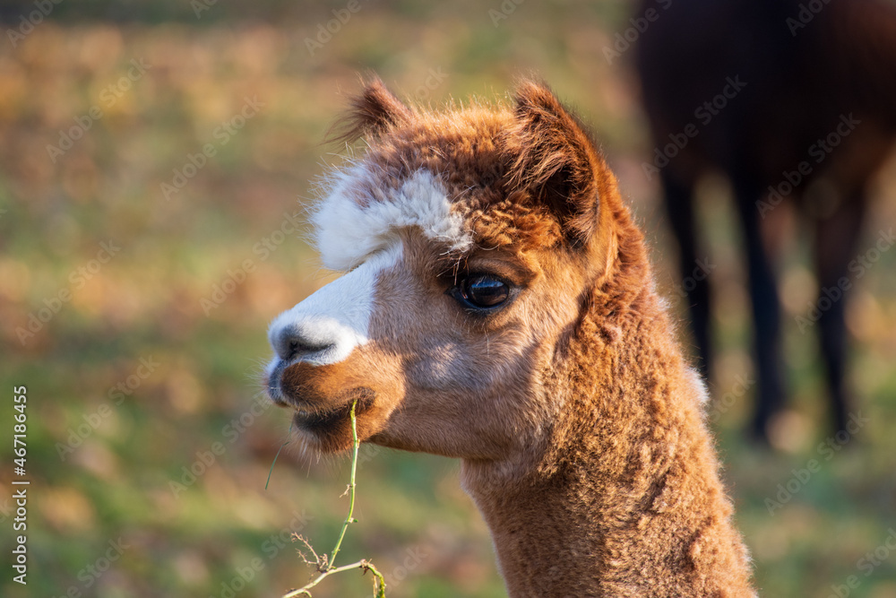 head of a brown white alpaca on a meadow with a stalk of grass in it's mouth
