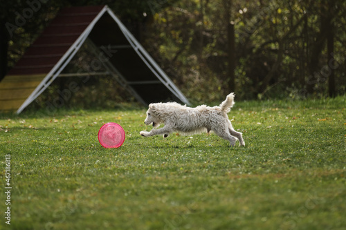 Wire haired Jack Russell Terrier goes in for sports on warm summer day outdoors in park in green clearing. White fluffy dog tries to grab plastic disc with teeth, which is rapidly rolling across lawn. photo