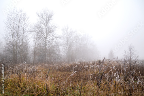 Dry frost-covered grass in autumn meadow with trees silhouetted in heavy fog in cold morning