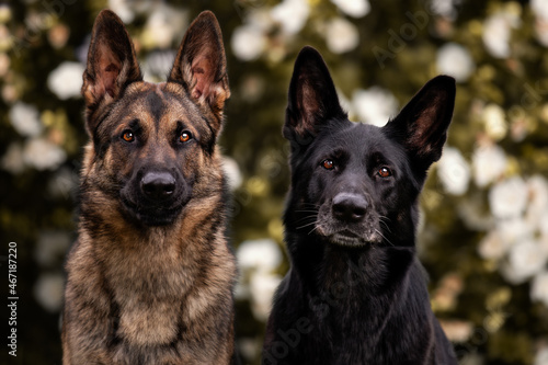 Schäferhunde in der Natur