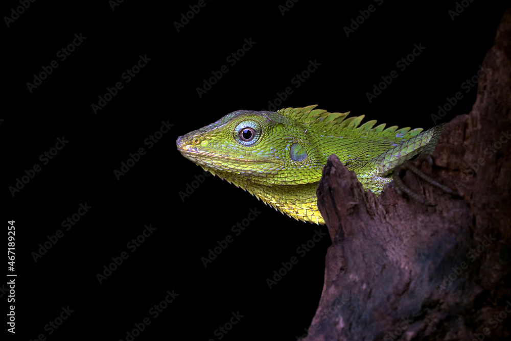 Obraz premium Maned forest lizard in black background 