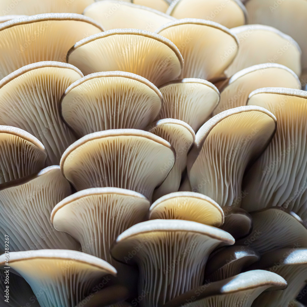 Growing mushrooms macro. Mycelium close-up. Edible mushrooms texture. A bunch of mushrooms is growing. Oyster mushroom pattern. Meat substitute vegetarian eco food. Growing mushrooms macro. Mycelium close-up. Edible mushrooms texture. A bunch of mushrooms is growing. Oyster mushroom pattern. Meat substitute vegetarian eco food.