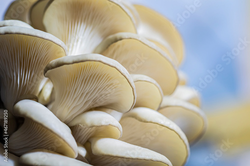 Growing mushrooms macro. Mycelium close-up. Edible mushrooms texture. A bunch of mushrooms is growing. Oyster mushroom pattern. Meat substitute vegetarian eco food. 
