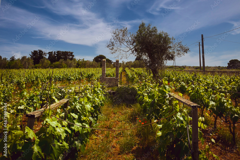 Vineyard in Autumn