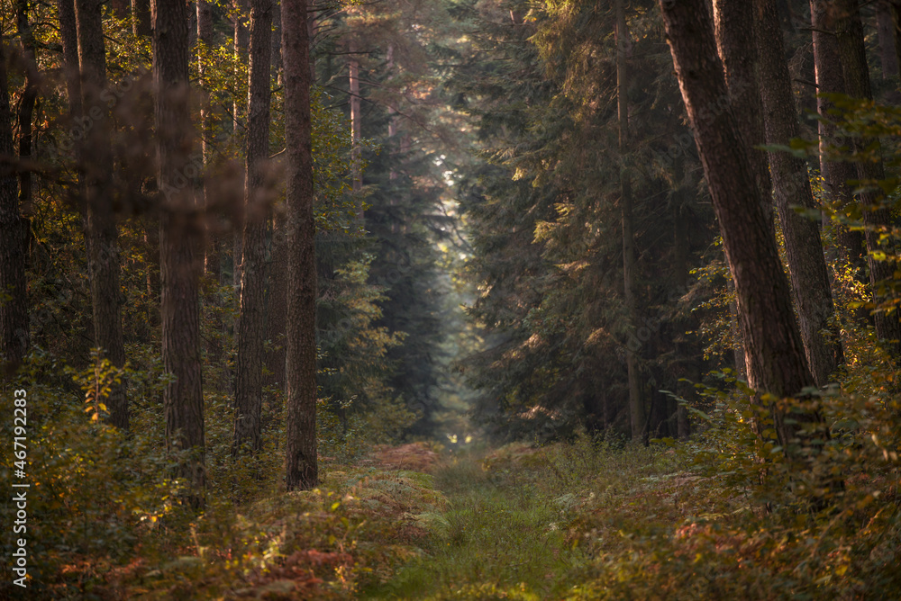 las , drzewa liściaste i iglaste jesienią - obrazy, fototapety, plakaty 