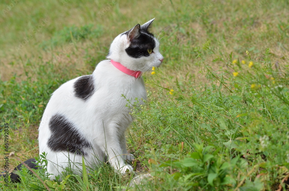 spotted cat sitting in the grass spotted cat sitting in the grass