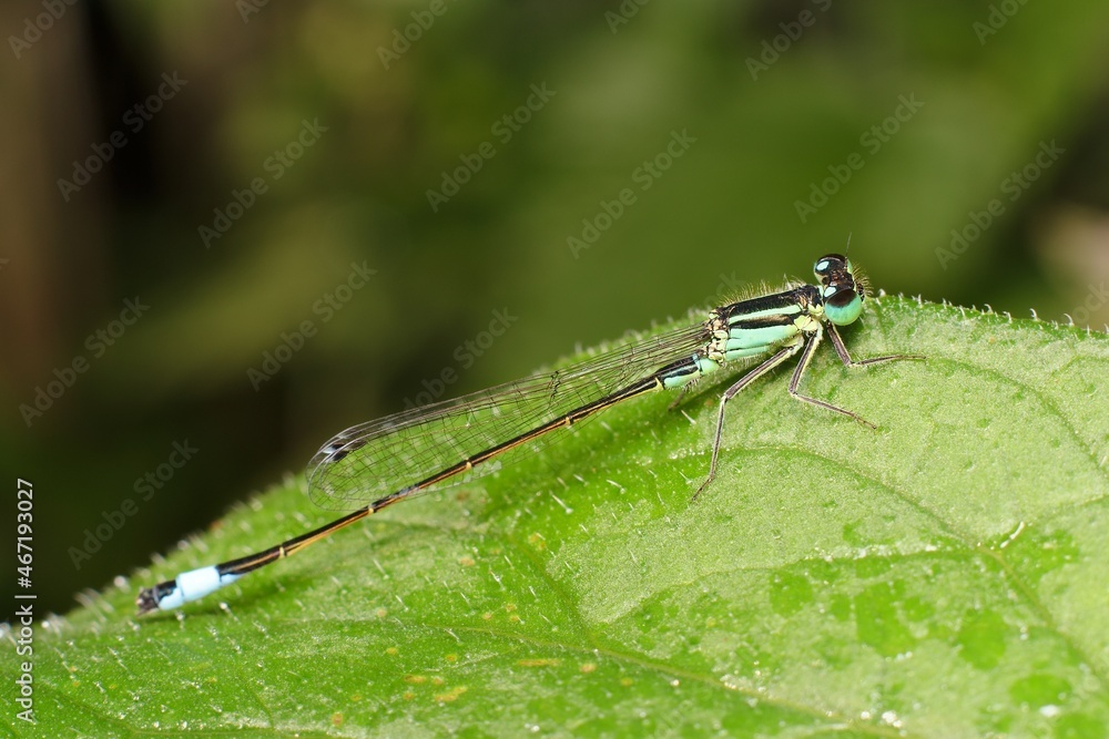 blue damselfly Ischnura with dew blue damselfly Ischnura with dew