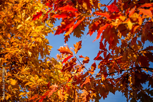 Natural background with red and yellow autumn leaves 