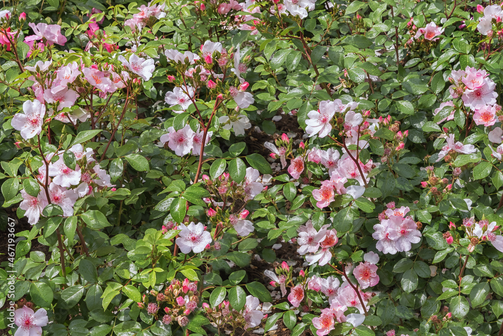 Rose Sweet Pretty. Selected sorts of exquisite roses for parks, gardens, beds, borders, decoration. Summer landscape Rose Sweet Pretty. Selected sorts of exquisite roses for parks, gardens, beds, borders, decoration. Summer landscape