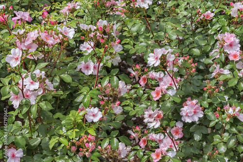 Wallpaper Mural Rose Sweet Pretty. Selected sorts of exquisite roses for parks, gardens, beds, borders, decoration. Summer landscape Torontodigital.ca