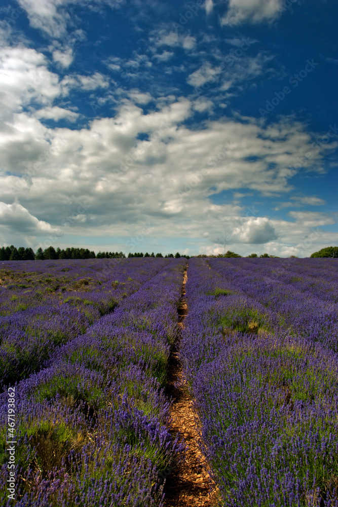 Fototapeta premium Lavender Field Summer Flowers Cotswolds Worcestershire England
