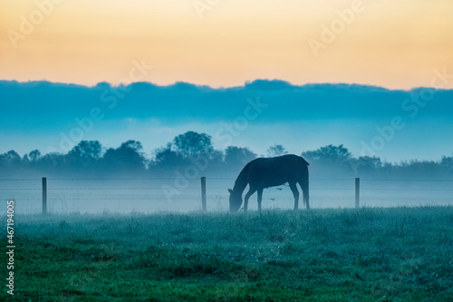Horse grazing in a rural Indiana farm field before daybreak