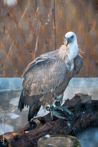 white tailed eagle