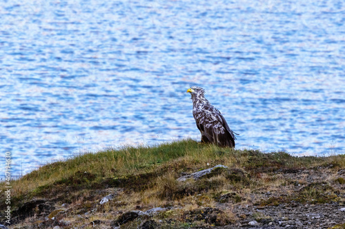 White-tailed eagle, haliaeetus albicilla, perched at the edge of a fjord, Snaefellnes Peninsula, Iceland. © Rixie