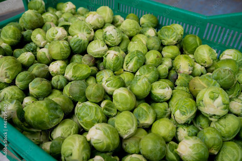 Brukselka przygotowania do sprzedaży na targu / Brussels sprouts preparing for sale at a market Brukselka przygotowania do sprzedaży na targu / Brussels sprouts preparing for sale at a market