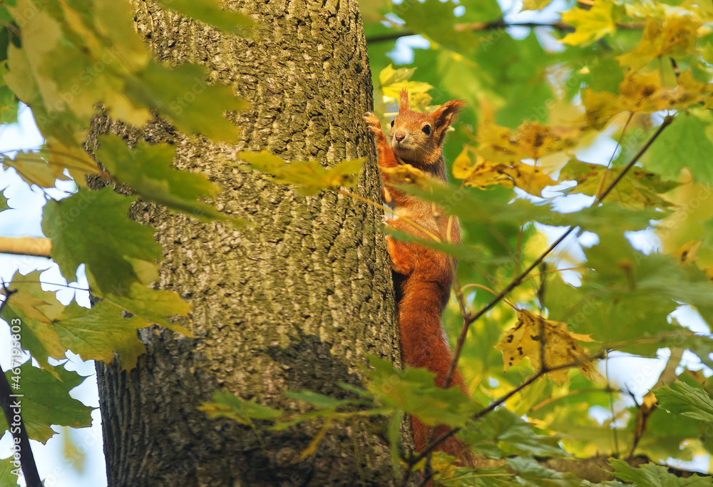 Fototapeta premium Red squirrel, sciurus vulgaris climbing on the tree in the woods.