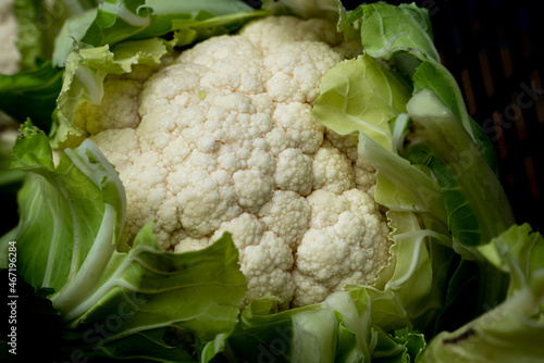 Młode kalafiory przygotowane do sprzedaży, Young cauliflowers prepared for sale 