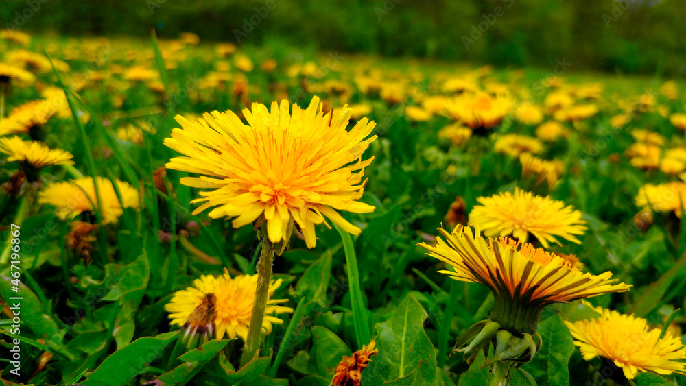 Fototapeta premium Detail view on dandelion with many dandelions in behind.
